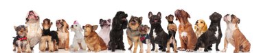 farklı cins süre ayakta, oturarak ve beyaz arka plan üzerinde yalan ararken birçok meraklı köpek sevimli grup