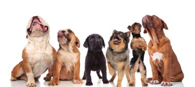 süre ayakta ve beyaz arka plan üzerinde oturan ararken altı meraklı köpek şirin Grup