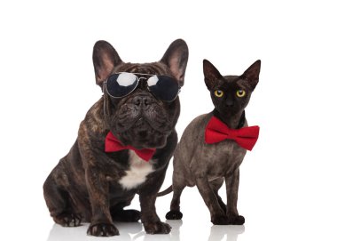 şık kedi ve köpek giyen bowties beyaz arka plan üzerinde oturan çift