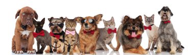 zarif kediler ve köpekler ile ayakta, oturarak ve beyaz arka plan üzerinde yalan bowties şirin Grup