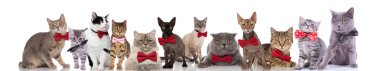 many adorable cats wearing elegant bowties while standing, sitting and lying on white background clipart