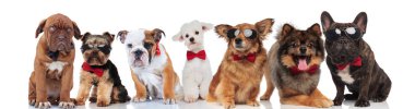 birçok beyler köpek ile ayakta, oturarak ve beyaz arka plan üzerinde yalan bowties