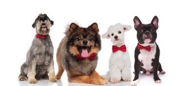 dört çok güzel şık köpek süre oturan ve beyaz arka plan üzerinde yalan kırmızı bowties giyiyor