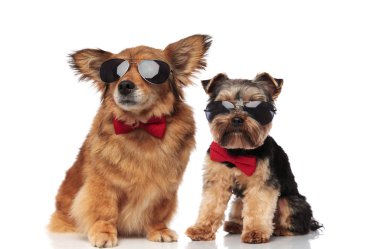 Beyaz arka plan üzerinde oturan kırmızı bowties giyen metis ve yorkhire korkunç birkaç zarif köpek