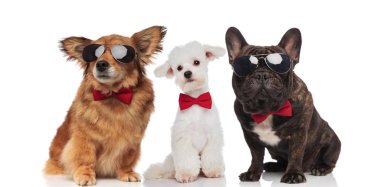 farklı cins güneş gözlüğü ve bowties beyaz arka plan üzerinde otururken giyen üç şık köpek