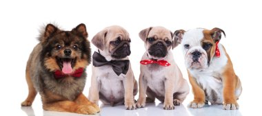 Dört mutlu şık köpek oturma ve beyaz arka plan üzerinde yalan farklı cins