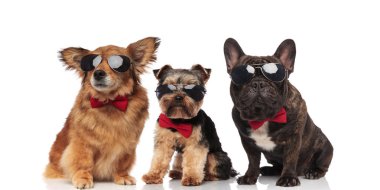Kırmızı bowties ve beyaz arka plan üzerinde oturan güneş gözlüğü ile üç serin köpek grubu