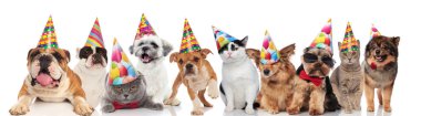 köpek ve kedi in farklı doğurmak-renkli Doğum günü şapka giymiş süre ayakta, oturarak ve beyaz arka plan üzerinde yalan