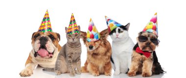 takım beş kedi ve köpeklerin farklı brees süre oturan ve beyaz arka plan üzerinde yalan Doğum günü partisi için hazır
