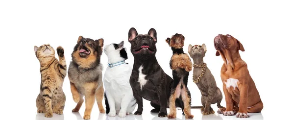 Group Seven Cute Curious Pets Looking While Standing Sitting White — Stock Photo, Image