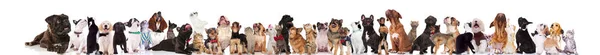 Grupo Grande Mascotas Mixtas Que Usan Corbatas Collares Mirando Hacia — Foto de Stock