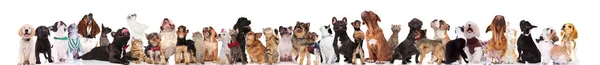 Curioso Equipo Perros Gatos Vistiendo Corbatas Collares Mientras Están Pie —  Fotos de Stock