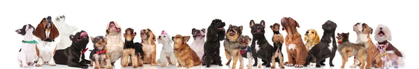 Большая Команда Собак Бабочками Воротниками Глядя Вверх Стоя Сидя Лежа — стоковое фото