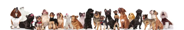 许多不同品种的可爱狗狗站着 坐在白色的背景上 穿着衣领和 Bowties — 图库照片