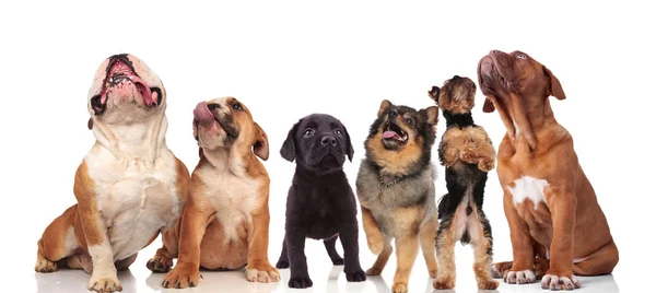 Grupo Bonito Seis Cães Curiosos Olhando Para Cima Enquanto Sentado — Fotografia de Stock