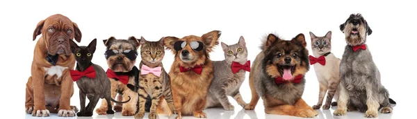 Lindo Grupo Elegantes Gatos Perros Con Corbatas Pie Sentado Acostado —  Fotos de Stock