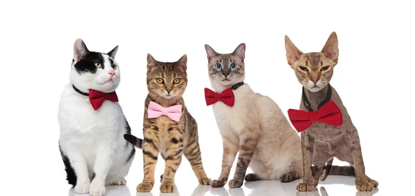 Grup Dört Beyefendi Kedilerin Ayakta Beyaz Arka Plan Üzerinde Oturan — Stok fotoğraf