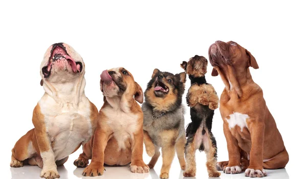 Cinco Cães Adoráveis Ofegantes Olhando Para Cima Enquanto Sentado Fundo — Fotografia de Stock