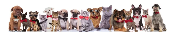 Много Счастливых Кошек Собак Бабочками Выглядят Стильно Стоя Сидя Лежа — стоковое фото