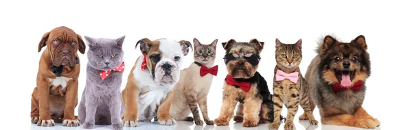 Elegante Grupo Mascotas Lindas Con Pajaritas Gafas Sol Pie Sentado — Foto de Stock