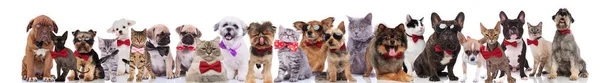 Багато Стильних Собак Котів Різних Порід Які Носять Вбрання Стоячи — стокове фото