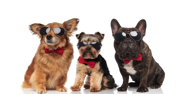 Grupo Três Cães Frescos Com Bowties Vermelhos Óculos Sol Sentados — Fotografia de Stock