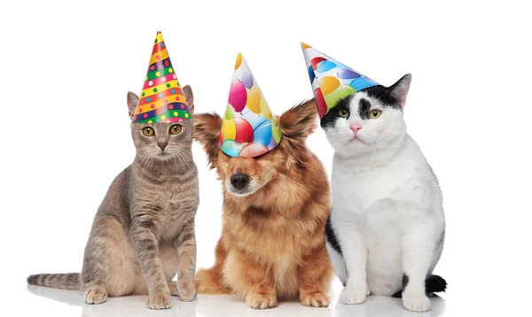 Three Mixed Pets Wearing Colorful Birthday Caps While Sitting White — Stock Photo, Image