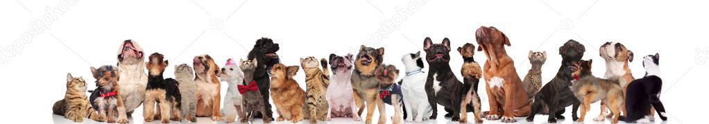 cats and dogs looking up while wearing bowties and collars, while standing and sitting on white background