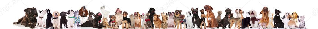 large group of mixed pets wearing bowties and collars looking up while standing, sitting and lying on white background