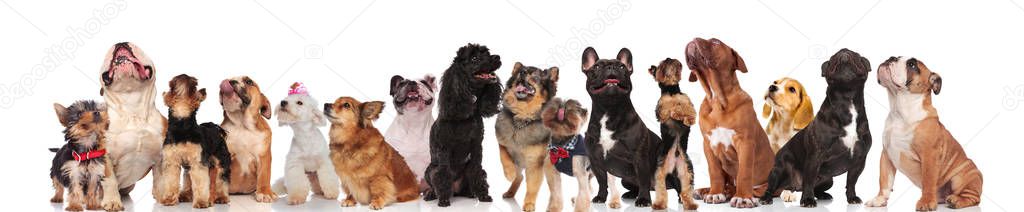 adorable group of many curious dogs of different breeds looking up while standing, sitting and lying on white background