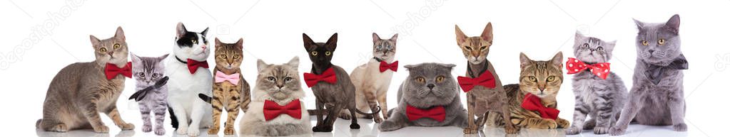 many adorable cats wearing elegant bowties while standing, sitting and lying on white background