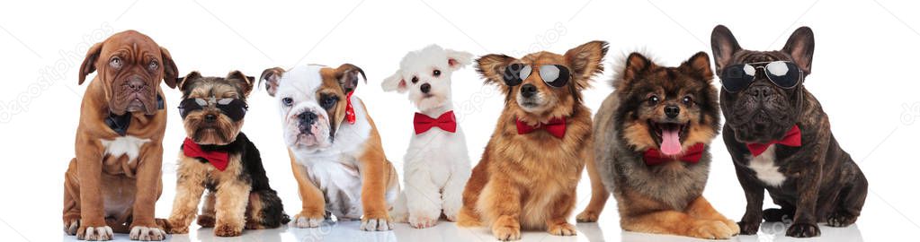 many gentlemen dogs with bowties standing, sitting and lying on white background