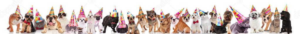 many adorable cats and dogs ready for birthday party, wearing birthday caps, standing, sitting and lying on white background