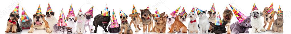large group of cute cats and dogs wearing colorful birthday caps while standing, sitting and lying on white background