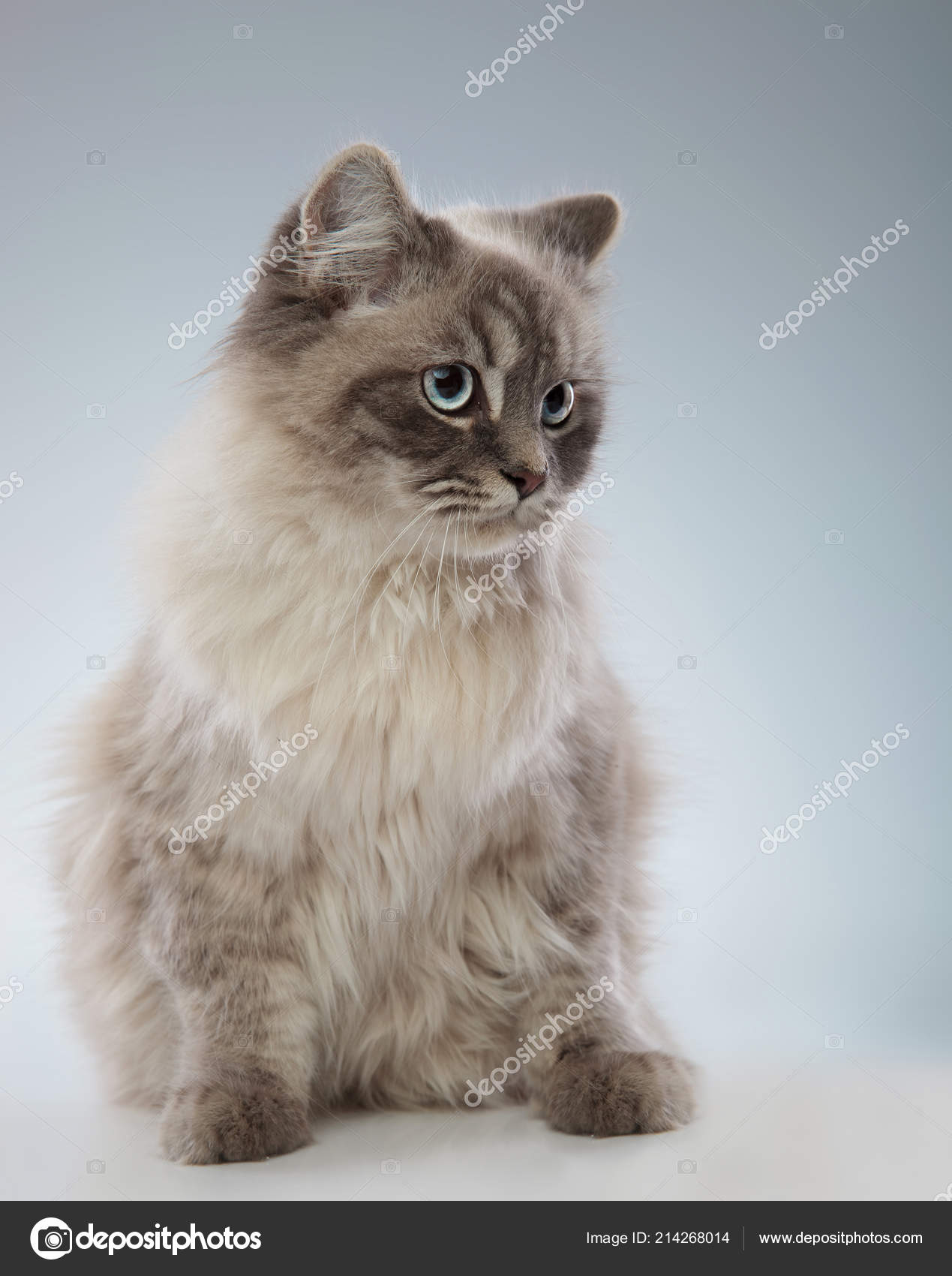 angora cat grey