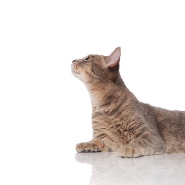 Beyaz arka plan üzerinde yan isteyen meraklı yalancı kedi yakın çekim