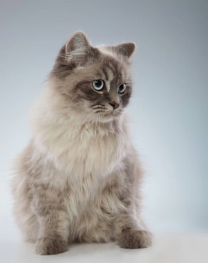 oturmuş bir kedi uzakta kameradan gri arka plan üzerinde seyir yan görünüm