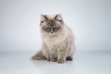 Stüdyo arka plan üzerinde oturan şirin uykulu kedi