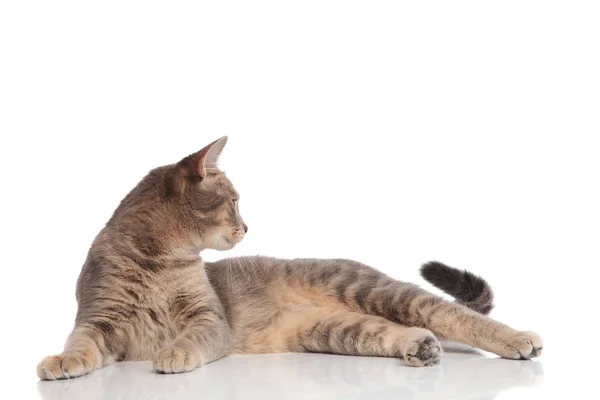 Seitenansicht Der Neugierigen Grauen Metis Katze Die Auf Weißem Hintergrund — Stockfoto