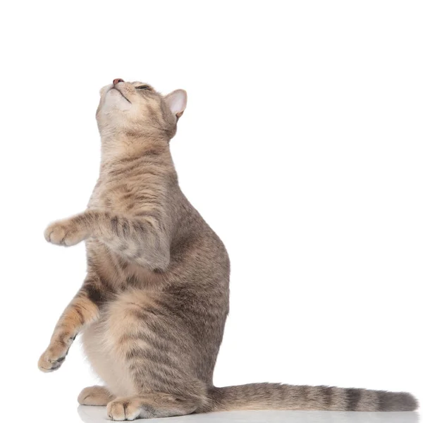 Zijaanzicht Van Nieuwsgierige Kat Staande Twee Benen Witte Achtergrond Opzoeken — Stockfoto