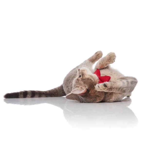 Чарівний Сірий Кіт Червоній Мисці Лежить Спині Білому Тлі — стокове фото
