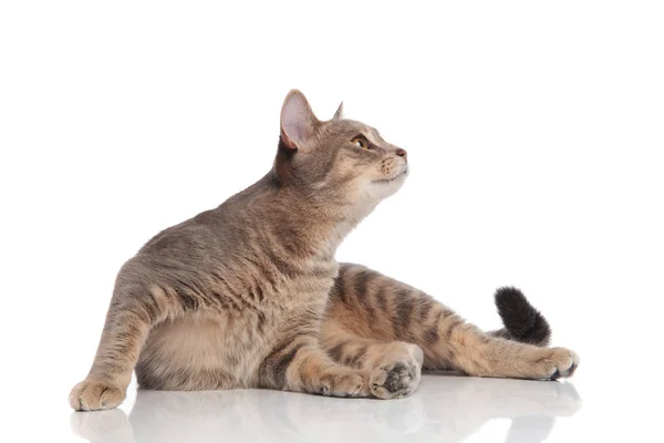 Bonito Metis Gato Deitado Fundo Branco Com Cabeça Levantada Olhando — Fotografia de Stock