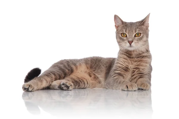 Side View Cute Metis Cat Resting While Lying White Background — Stock Photo, Image