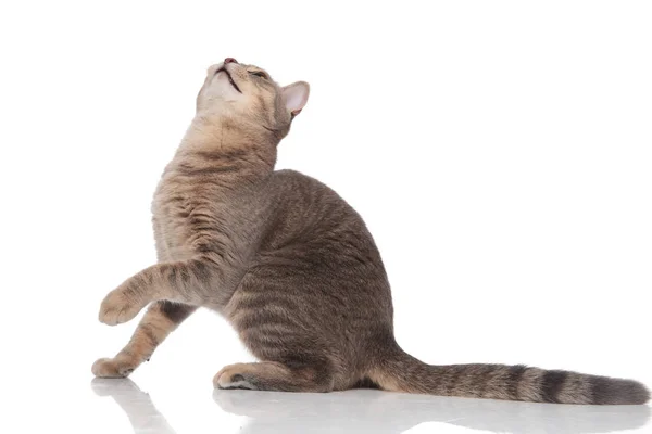 Sidovy Grå Rolig Lekfull Katt Tittar Upp Till Sida Medan — Stockfoto