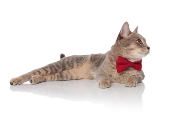 好奇的梅蒂斯猫与红色领结躺在一旁看着白色背景 — 图库照片