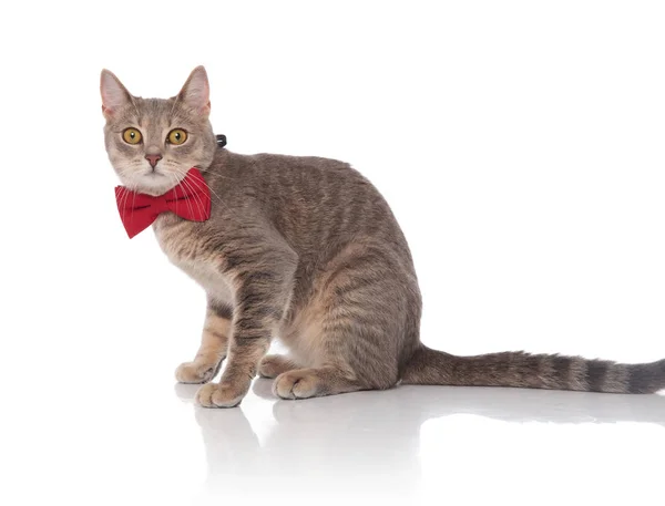 白い背景の上に座って赤の蝶ネクタイを身に着けている上品なグレー猫の側面図 — ストック写真