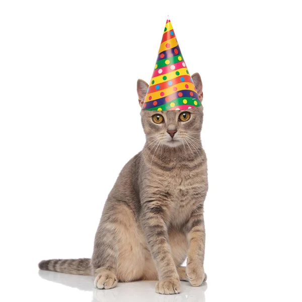 Adorable Anniversaire Chat Gris Avec Chapeau Coloré Assis Sur Fond — Photo