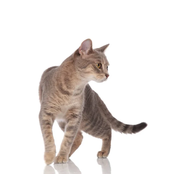 Mooie Grijze Kat Lopen Witte Achtergrond Kijkt Neer Aan Zijkant — Stockfoto