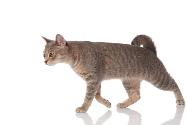 白い背景の上の側に歩いている灰色メティス猫の側面図 — ストック写真