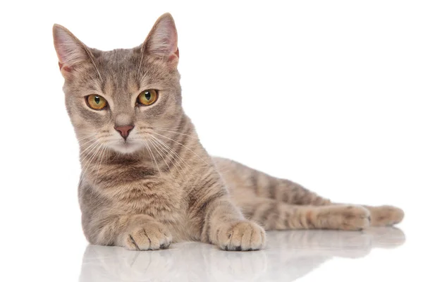 白い背景の上の黄色の目を持つかわいい横になっている灰色メティス猫 — ストック写真
